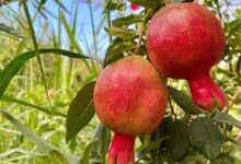 برپایی جشن انار در روستای منگره اندیمشک