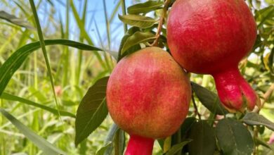 برپایی جشن انار در روستای منگره اندیمشک