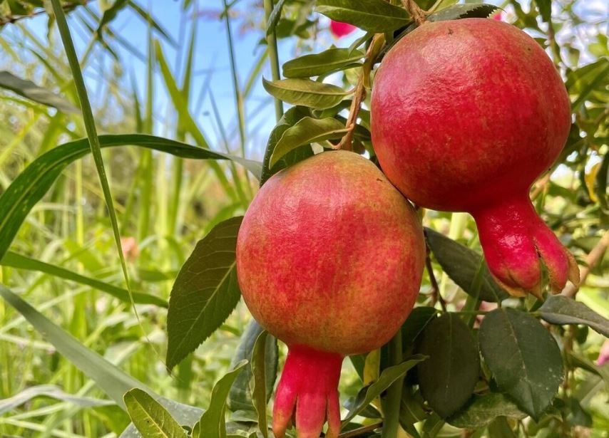 برپایی جشن انار در روستای منگره اندیمشک