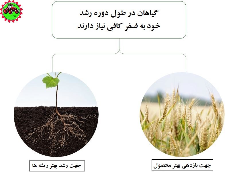 نقش مهم فسفر در رشد ریشه و بازدهی محصول در گیاه