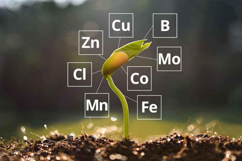 افزایش تولید محصولات کشاورزی با استفاده از کود های ریزمغذی(کود آهن، گوگرد، روی، منیزیم و ..)