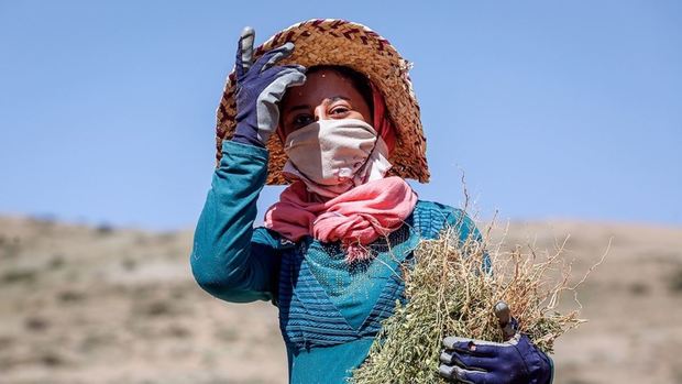 ساماندهی مشاغل زنان روستایی و عشایری