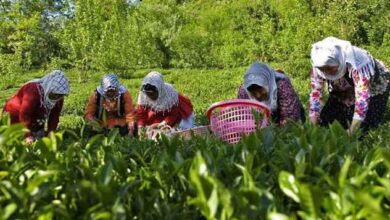 ساماندهی مشاغل زنان روستایی و عشایری