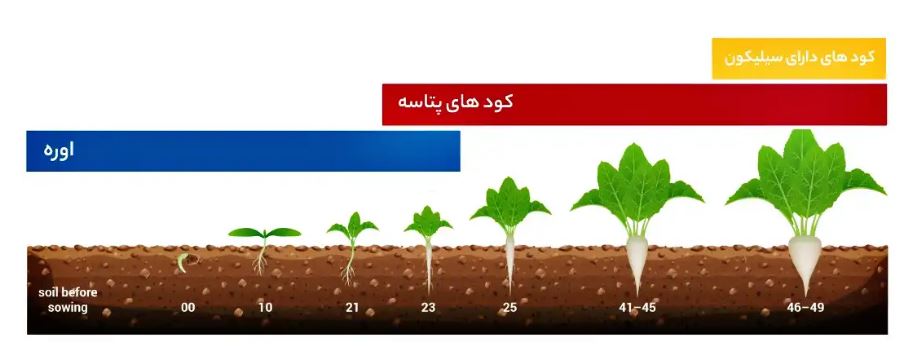 6 توصیه به کشاورزان چغندرکار شمال خوزستان(دزفول، شوش و اندیمشک) برای افزایش عیار قند چغندر